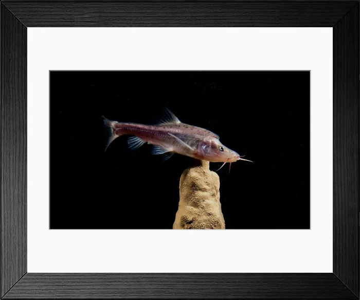 Framed Print : Angled Golden Line Barbel