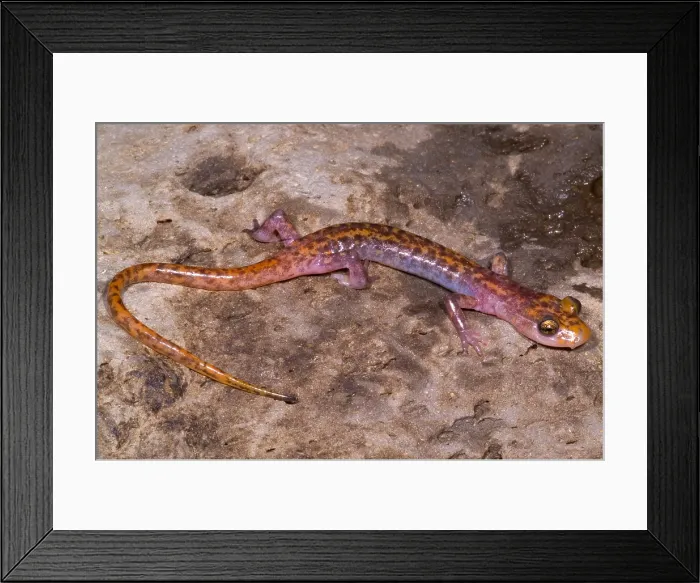 Framed Print : Cave Salamander Framed Print : Cave Salamander