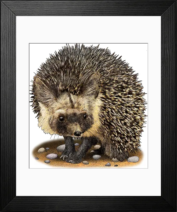 Framed Print : Desert hedgehog