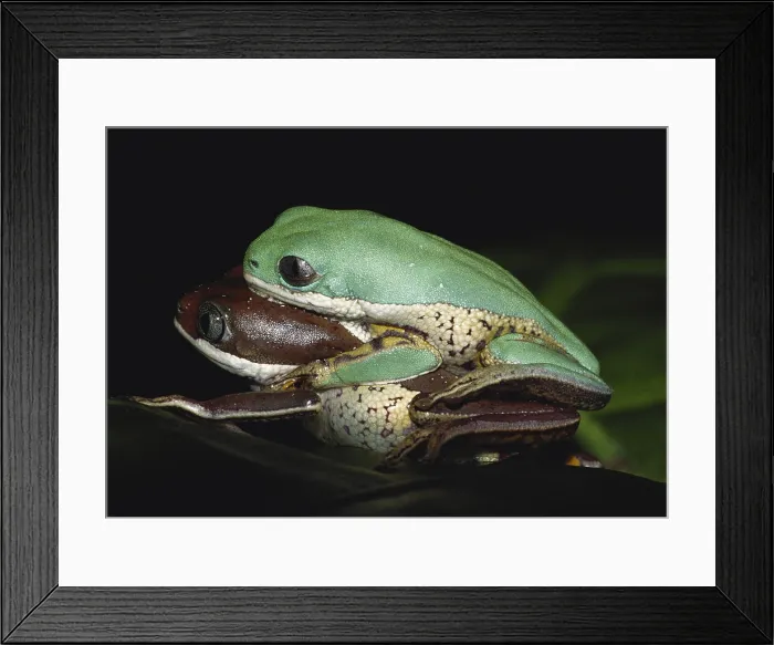 Framed Print : Tiger-leg Monkey Frogs Framed Print : Tiger-leg Monkey Frogs