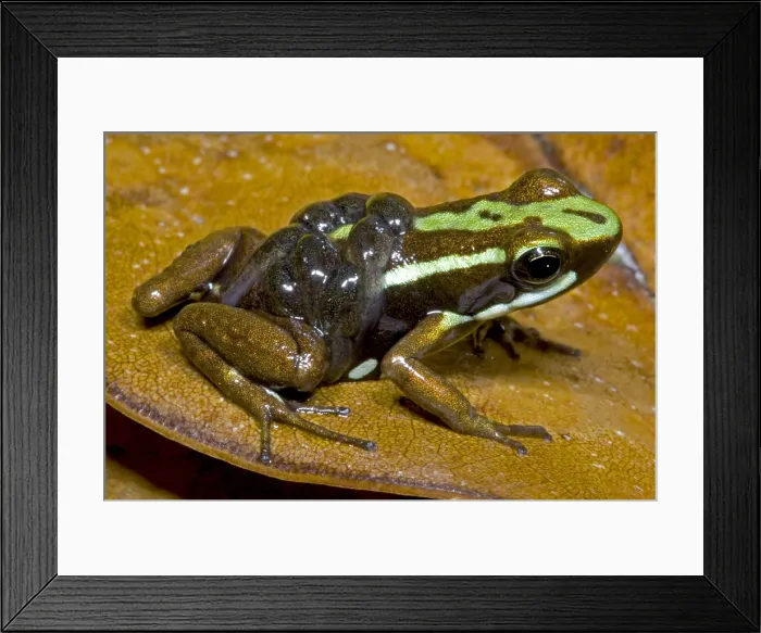 Framed Print : Male Poison Frog with Tadpoles Framed Print : Male Poison Frog with Tadpoles