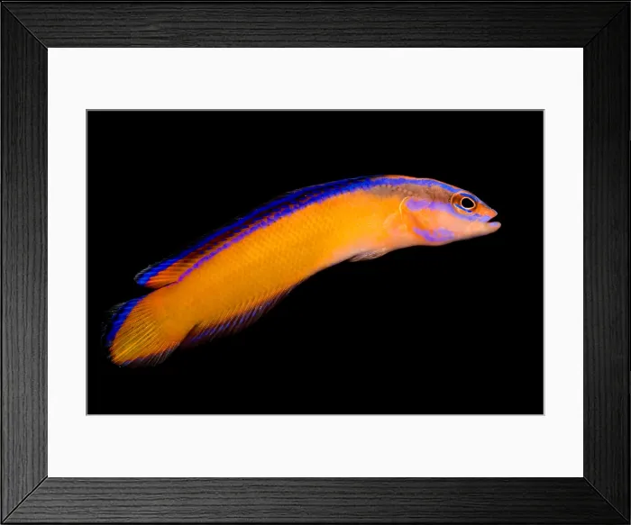 Framed Print : Arabian Pseudochromis