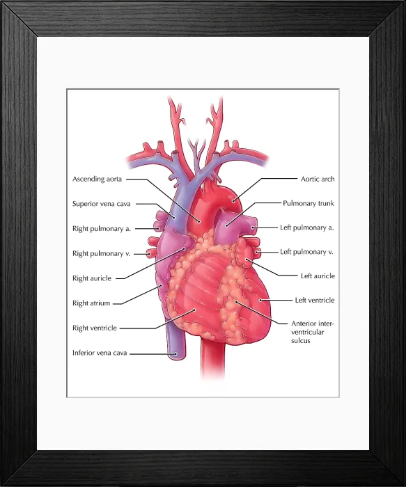 Framed Print : Heart, Illustration Framed Print : Heart, Illustration