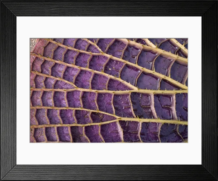 Framed Print : Queen Victoria Lily Framed Print : Queen Victoria Lily