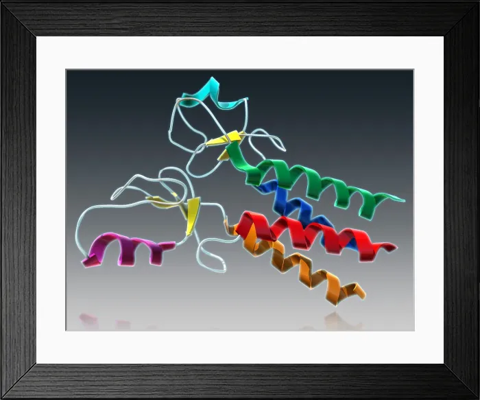 Framed Print : BRCA1, Molecular Model