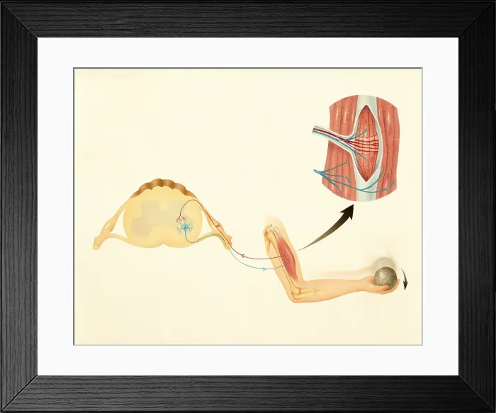 Framed Print : Motor nerves and stretch reflex