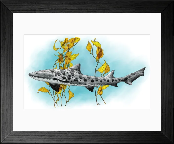 Framed Print : Leopard Shark Framed Print : Leopard Shark