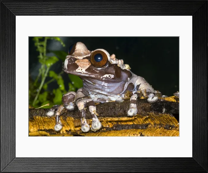 Framed Print : Crowned Tree Frog Framed Print : Crowned Tree Frog