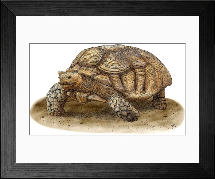 Framed Print : African Spurred Tortoise Framed Print : African Spurred Tortoise