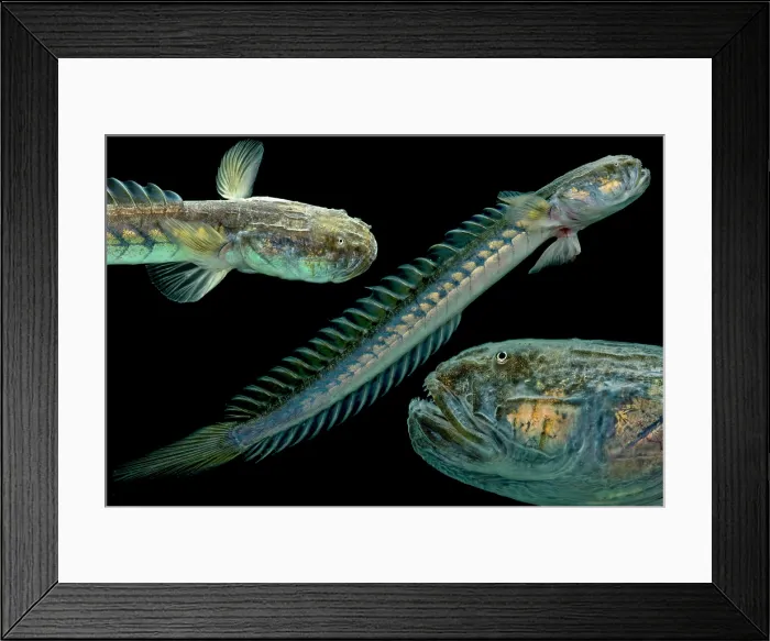 Framed Print : Violet Goby (Gobioides broussonnetii) Framed Print : Violet Goby (Gobioides broussonnetii)