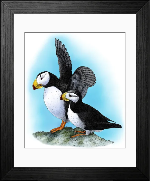 Framed Print : Horned Puffins Framed Print : Horned Puffins