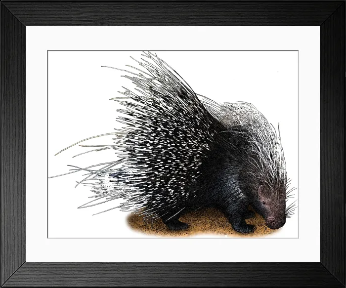 Framed Print : African Crested Porcupine, Illustration Framed Print : African Crested Porcupine, Illustration