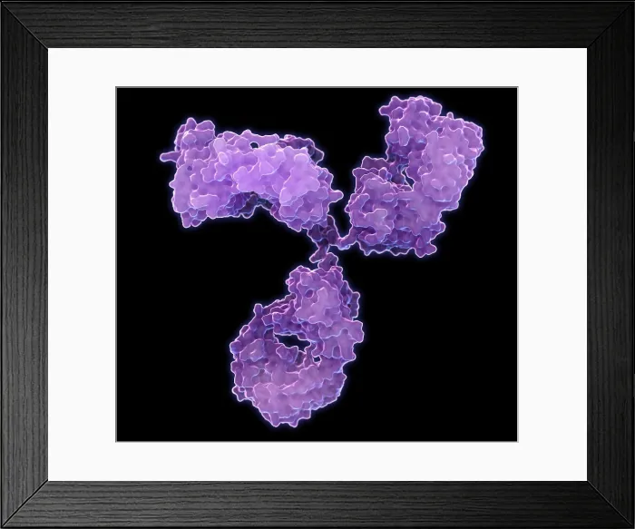 Framed Print : Immunoglobulin G antibody Framed Print : Immunoglobulin G antibody