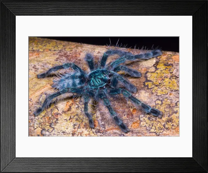 Framed Print : Antilles Pinktoe Tarantula Framed Print : Antilles Pinktoe Tarantula