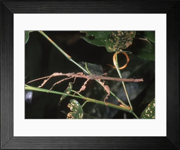 Framed Print : Phasmid or Stick Insect photographed in Rio Momon, Loreto, Peru Framed Print : Phasmid or Stick Insect photographed in Rio Momon, Loreto, Peru