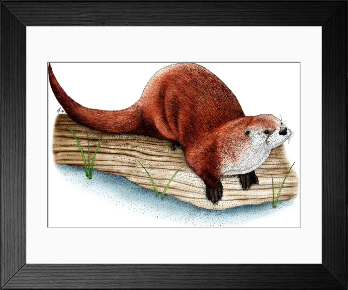 Framed Print : Northern River Otter Framed Print : Northern River Otter