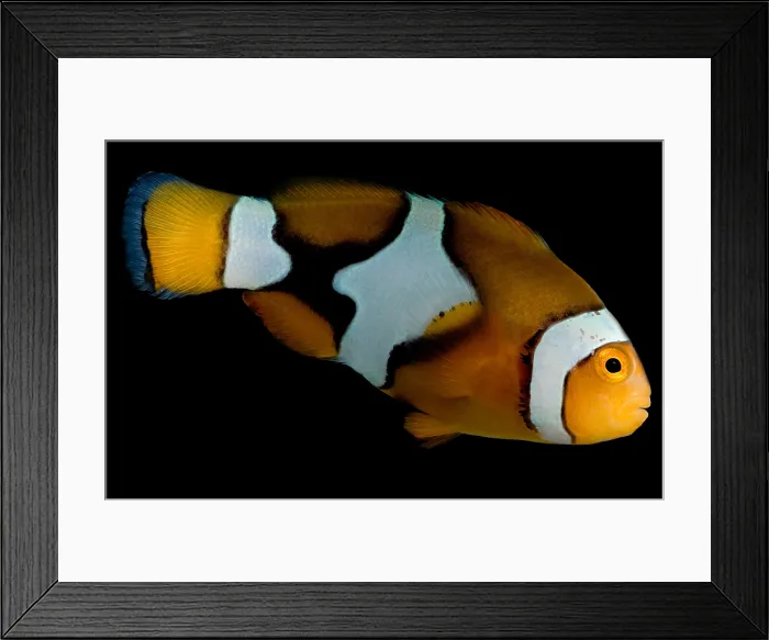 Framed Print : Clownfish. True Percula Clownfish, Amphiprion percula, inhabit calm lagoon waters Framed Print : Clownfish. True Percula Clownfish, Amphiprion percula, inhabit calm lagoon waters