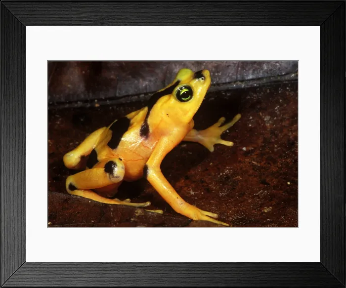 Framed Print : Golden Harlequin Frog Framed Print : Golden Harlequin Frog