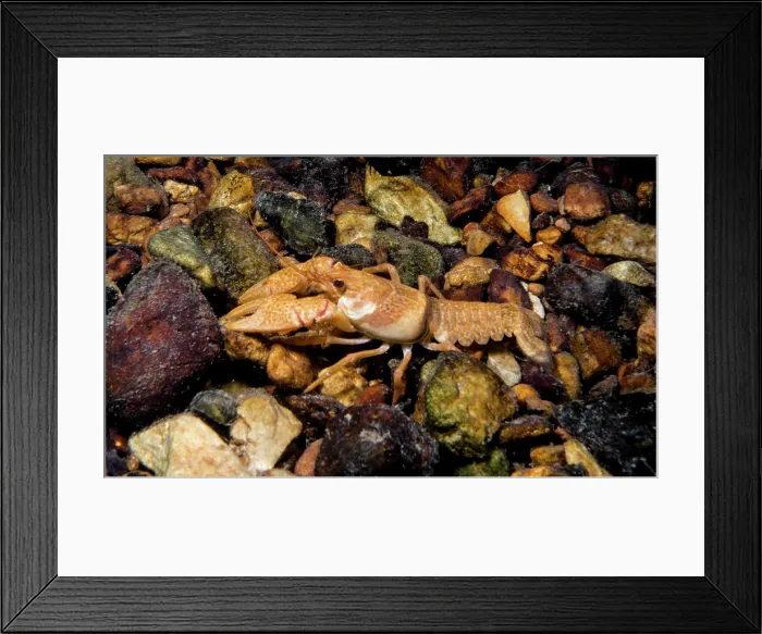 Framed Print : Midget Crayfish (Faxonius nana) Framed Print : Midget Crayfish (Faxonius nana)