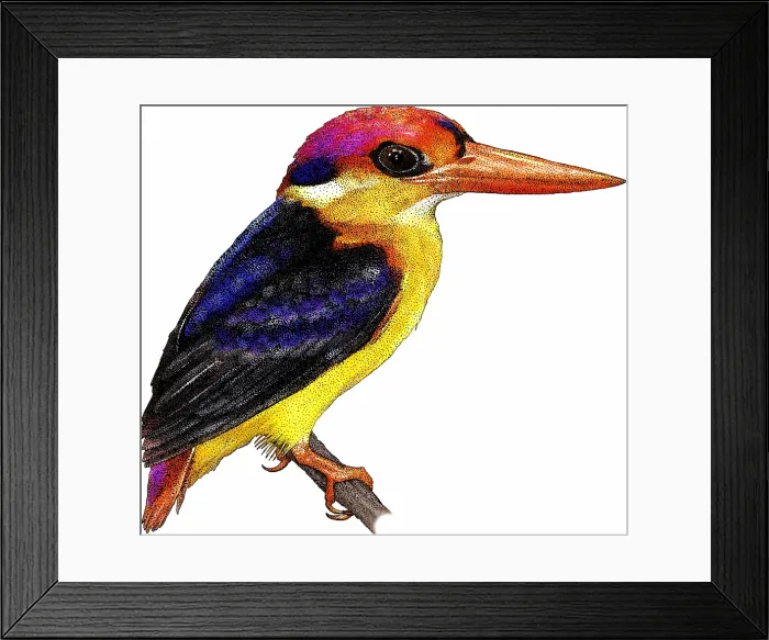 Framed Print : Black-backed Kingfisher Framed Print : Black-backed Kingfisher