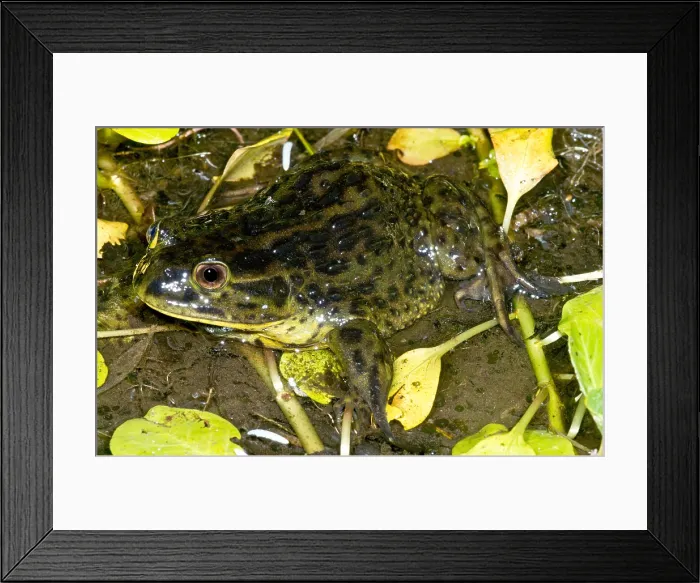 Framed Print : Chilean Widemouth Frog Framed Print : Chilean Widemouth Frog