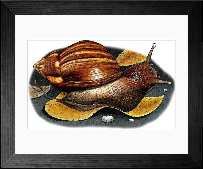 Framed Print : Giant African Snail