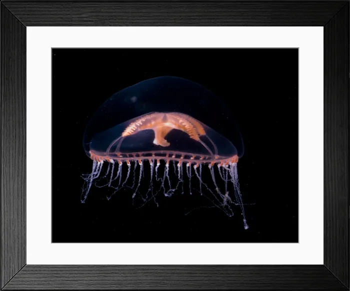 Framed Print : Jellyfish. This deeper water jellyfish, Ptychogena, feeds on copepods Framed Print : Jellyfish. This deeper water jellyfish, Ptychogena, feeds on copepods