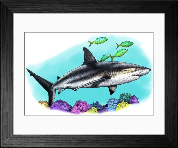Framed Print : Caribbean reef shark
