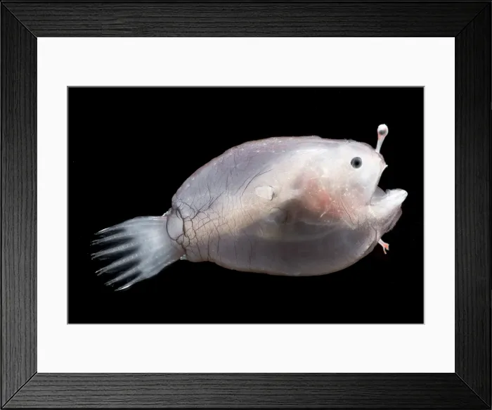 Framed Print : Larval anglerfishes, Linophrynidae Framed Print : Larval anglerfishes, Linophrynidae