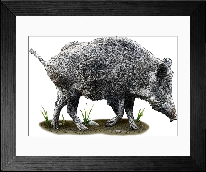 Framed Print : Wild Boar, Sus scrofa, Illustration Framed Print : Wild Boar, Sus scrofa, Illustration