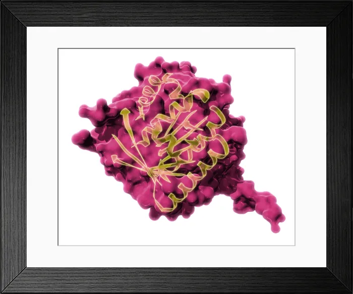 Framed Print : BRCA2, Molecular Model Framed Print : BRCA2, Molecular Model