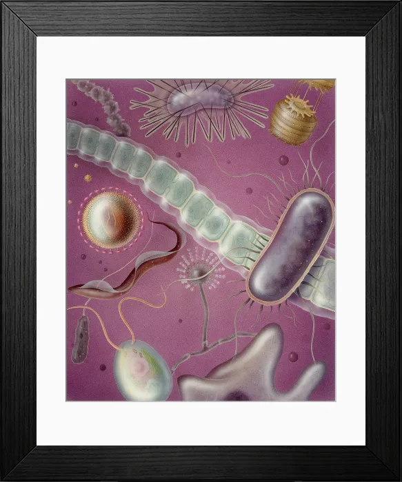 Framed Print : Microbes. Artwork showing a variety of microbes Framed Print : Microbes. Artwork showing a variety of microbes