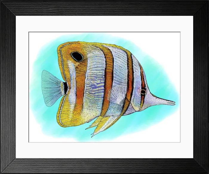 Framed Print : Copperband Butterfly Fish Framed Print : Copperband Butterfly Fish