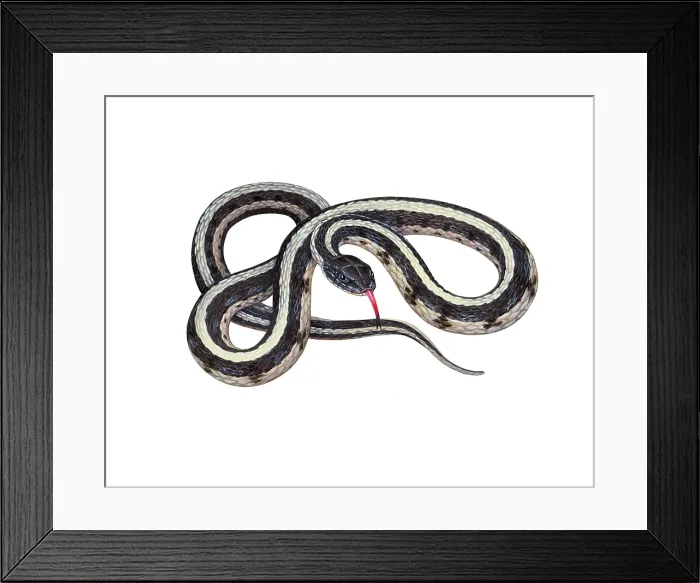 Framed Print : Common Garter Snake Framed Print : Common Garter Snake