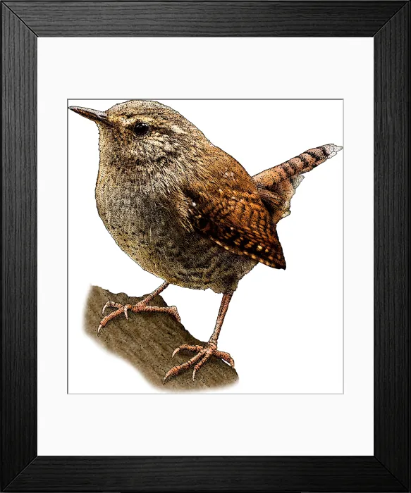 Framed Print : Pacific Wren
