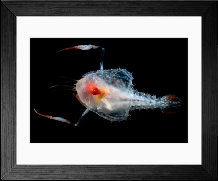 Framed Print : Blind Lobster Framed Print : Blind Lobster
