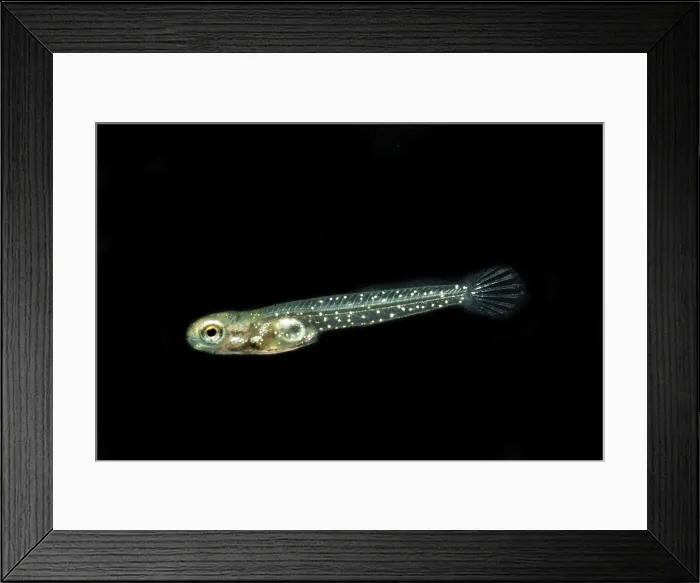 Framed Print : Barrens Topminnow (Fundulus julisia) Framed Print : Barrens Topminnow (Fundulus julisia)