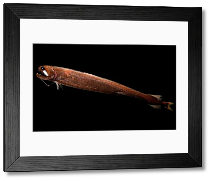 Framed Print : Threadfin Dragonfish Framed Print : Threadfin Dragonfish