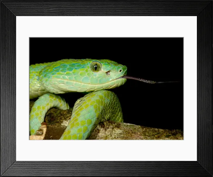 Framed Print : March's Palm Pitviper Framed Print : March's Palm Pitviper