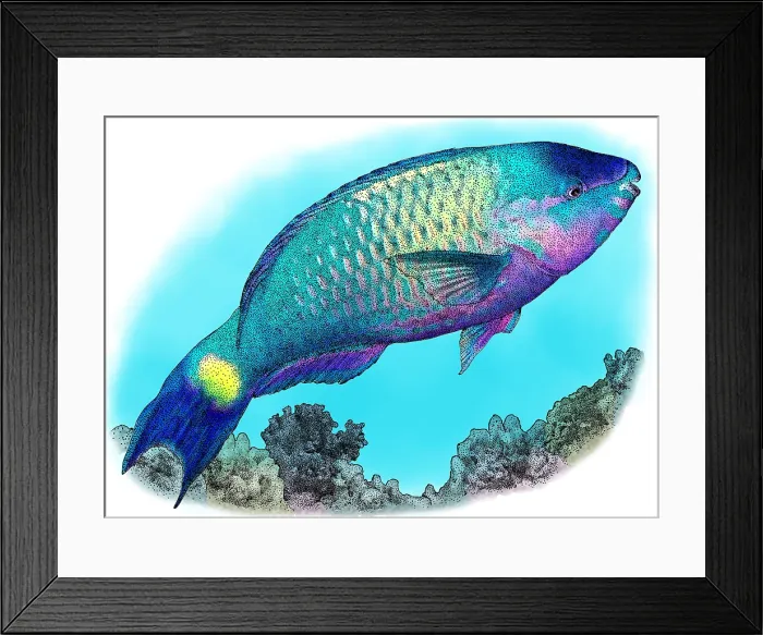 Framed Print : Palenose parrotfish Framed Print : Palenose parrotfish