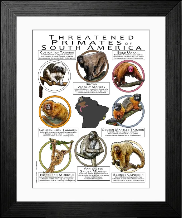 Framed Print : Threatened Primates of South America Framed Print : Threatened Primates of South America