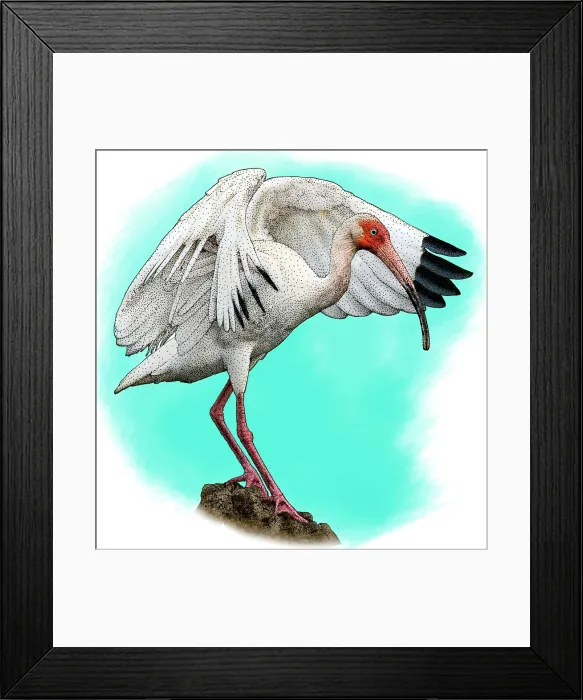 Framed Print : American White Ibis Framed Print : American White Ibis