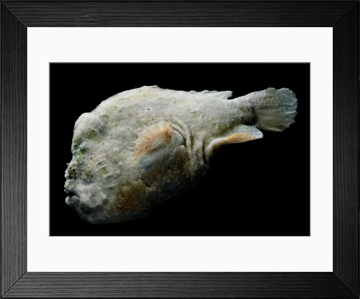 Framed Print : Frogfish, Antennarius sp. are some of the most cryptic predators found Framed Print : Frogfish, Antennarius sp. are some of the most cryptic predators found