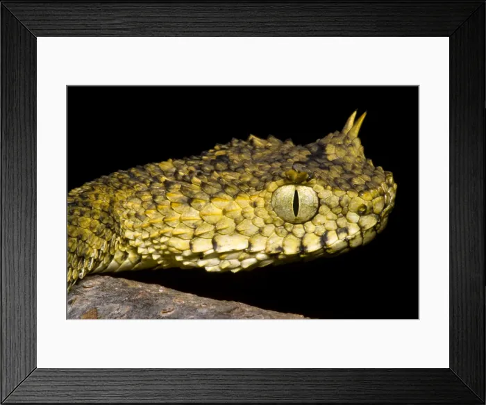 Framed Print : Usambara Eyelash Bush Viper Framed Print : Usambara Eyelash Bush Viper