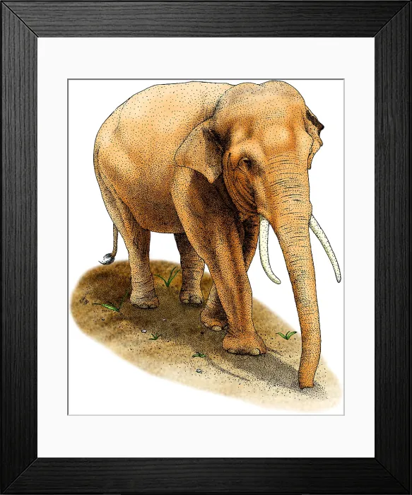Framed Print : Asian Elephant