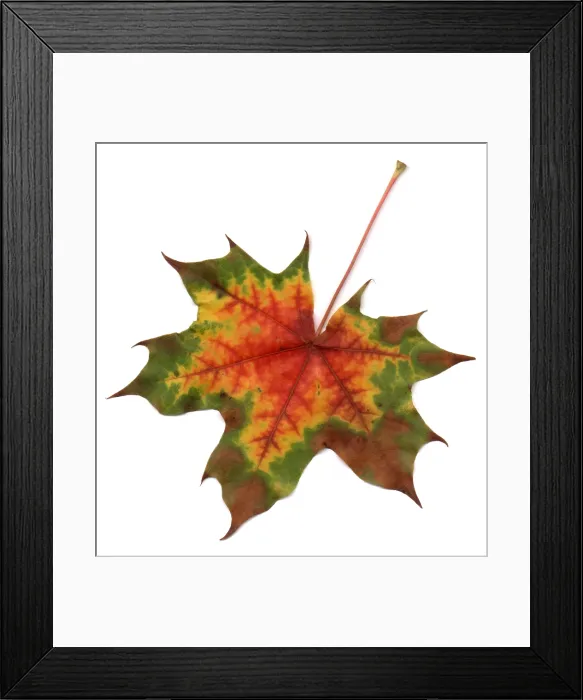 Framed Print : Maple Leaf Framed Print : Maple Leaf