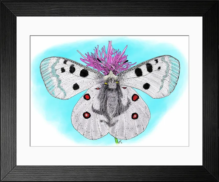 Framed Print : Mountain apollo butterfly Framed Print : Mountain apollo butterfly