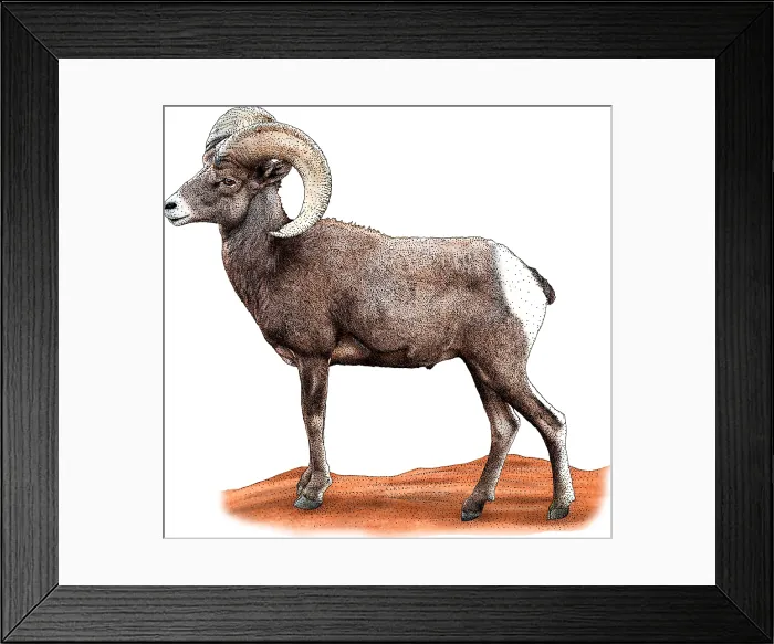 Framed Print : Desert Bighorn Framed Print : Desert Bighorn