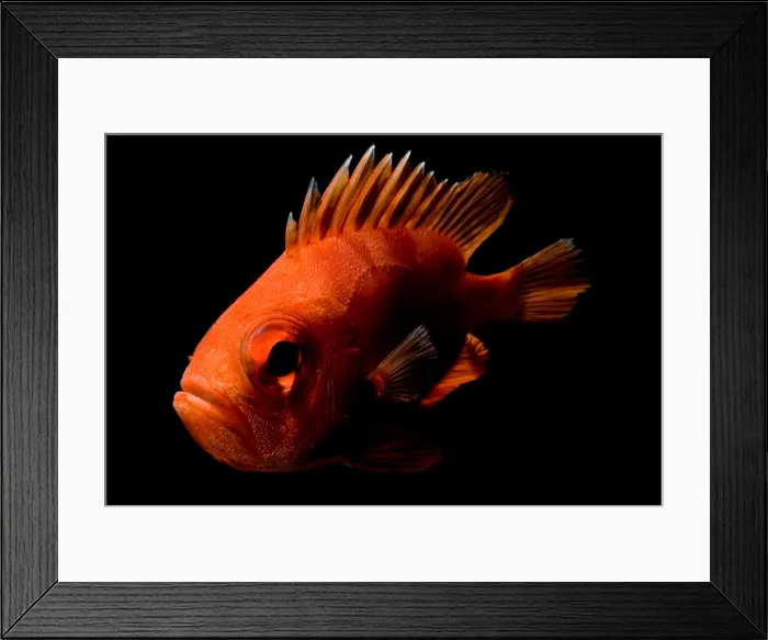 Framed Print : Short Bigeye Framed Print : Short Bigeye