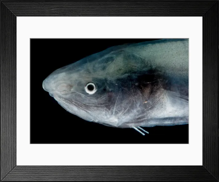 Framed Print : Cusk Eel (Penopus microphthalmus) Framed Print : Cusk Eel (Penopus microphthalmus)